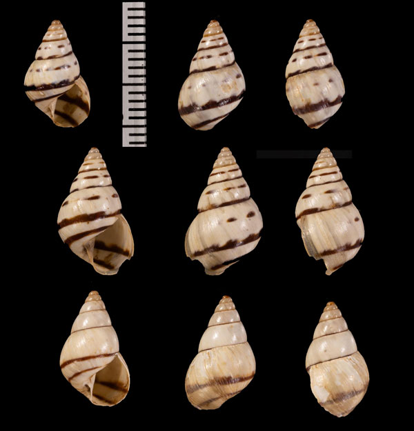 ハンイリポースレンキセルモドキ (仮称) Rhachistia r000664 small