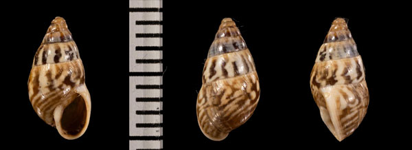 トラフキセルモドキ (仮称) Achatinelloides r000666 small