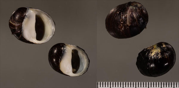 ガガテスカノコ (仮称) Vittina r000669 small