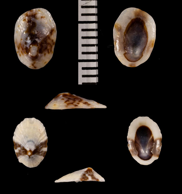 カノコウノアシ Patelloida r000671 small