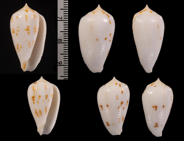 アンダマンイモ Conus r000673 small