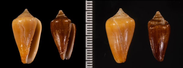 チビイモガイダマシ Imbricariopsis r000674 small