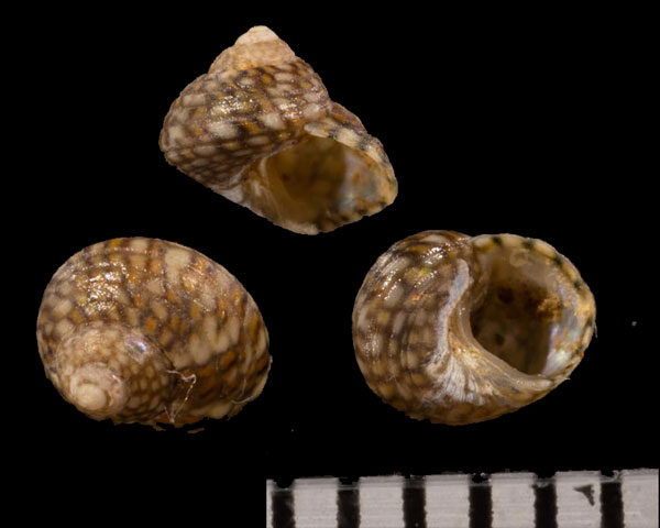 マメクルマチグサ Gibbula r000675 small