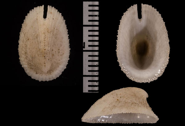 カーバメンスソキレ (仮称) Emarginula r000676 small
