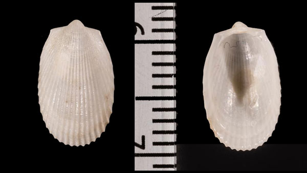 オオユキバネ Limatula r000677 small