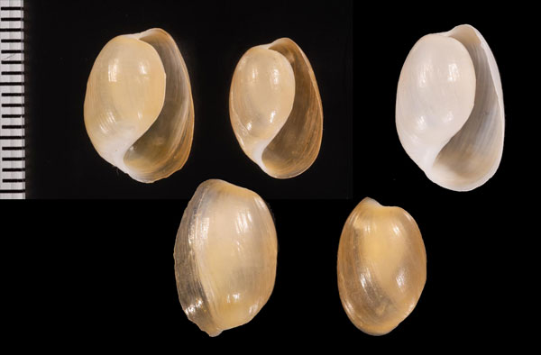 テネラブドウガイ (仮称) Haminoea r000679 small