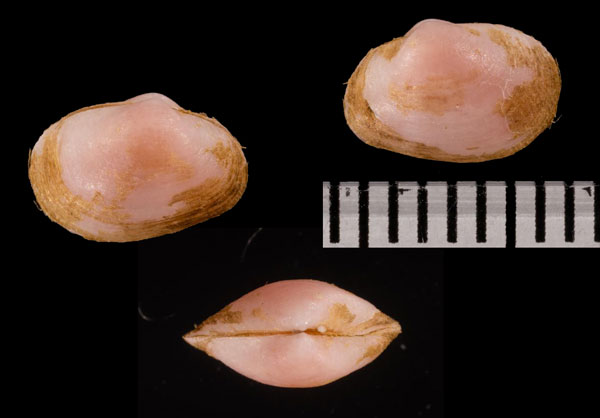 イソギンチャクヤドリガイ Nipponomontacuta r000680 small