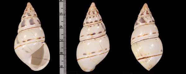 ムメイイトヒキマイマイ Liguus r000682 small