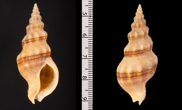 フタスジトウガタミクリ Siphonalia r000683 small
