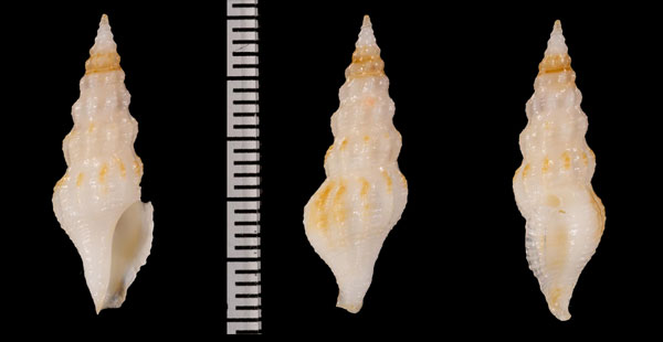セブカササギクダマキ 未詳 Clavus r000684 small