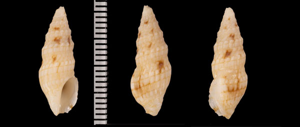 ナリヒラクダマキの仲間 (仮称) Tylotiella r000685 small