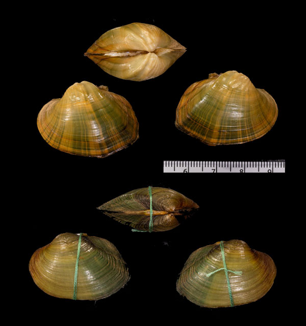 シナイシガイ (仮称) Acuticosta r000686 small