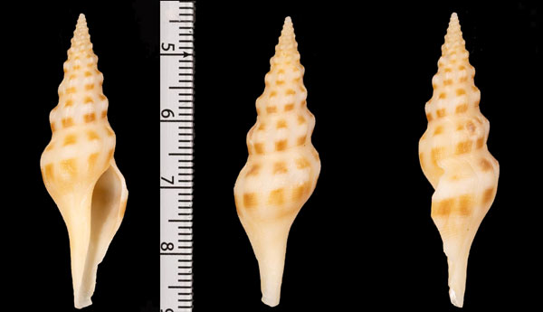 ゴウシュウイグチ Comitas r000688 small