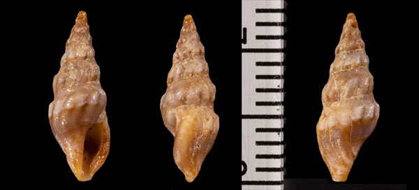 ヒメウミクダマキ Clavus r000689 small