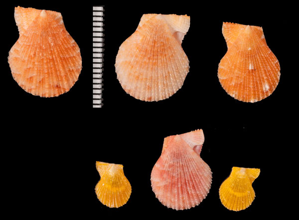 グラディスナデシコ (仮称) Laevichlamys r000690 small