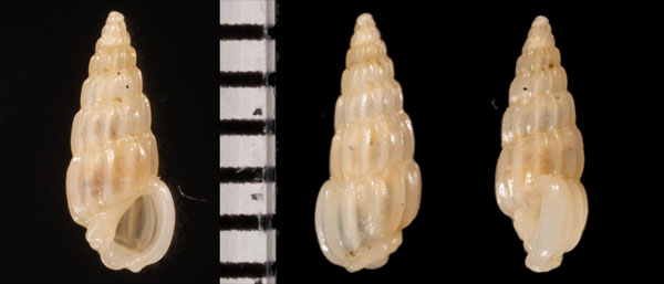 クラッサチョウジガイ (仮称) Rissoina r000691 small