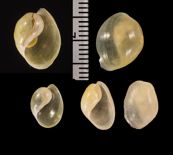 アンチルブドウガイ (仮称) Haminoea r000694 small