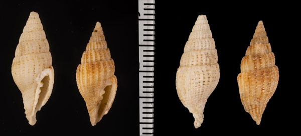 クロダツクシ Vexillum r000698 small