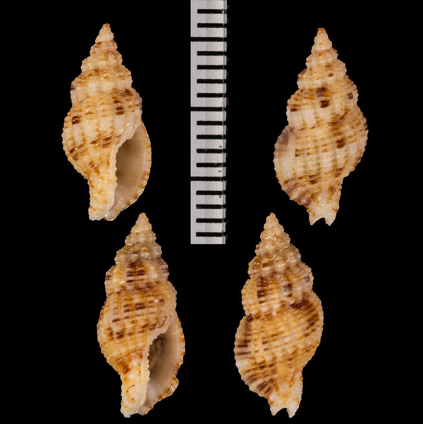 ヒサゴホラダマシ Hindsia r000700 small