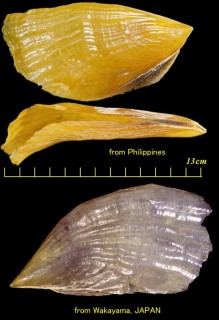カゲロウガイ 陽炎貝 Streptopinna saccata small
