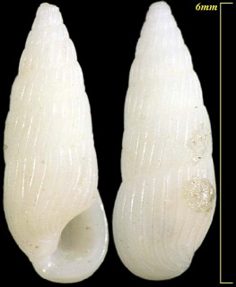 ホソスジチョウジガイ Peripetella materinsula small