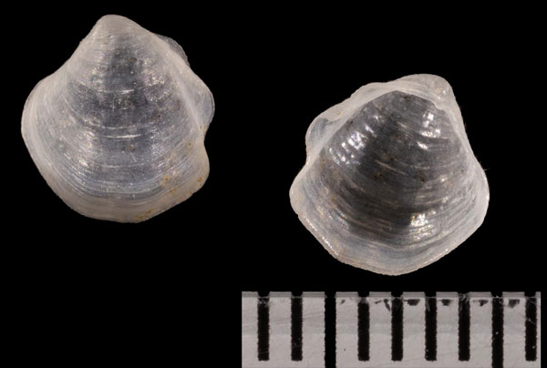 ハナシガイ Thyasira r000703 small