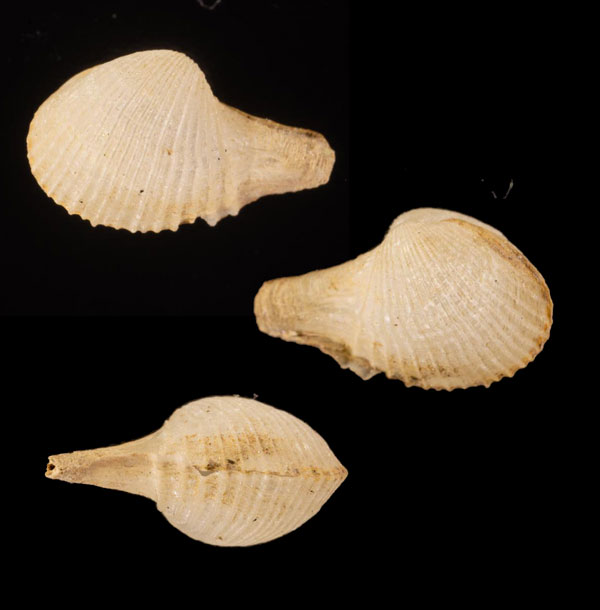 サガミヒメシャクシ Cardiomya r000704 small