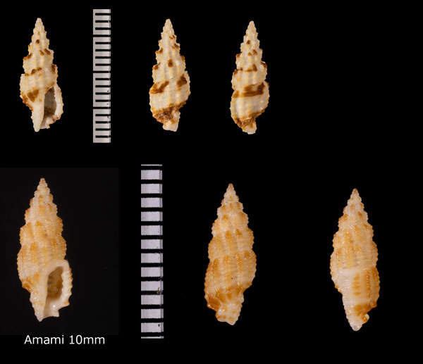 ヒイデコウシツブ 秀格子小螺 Pseudodaphnella r000705 small