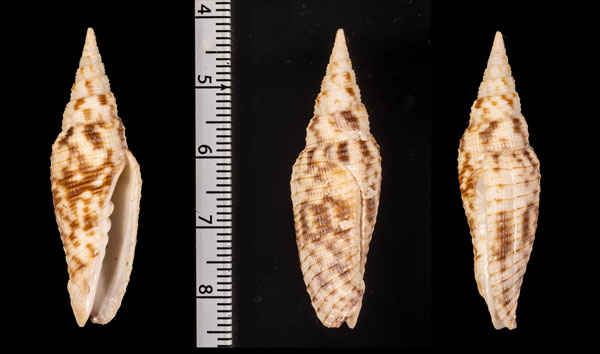 ベルラバリアイトマキフデ (仮称) Imbricaria r000707 small