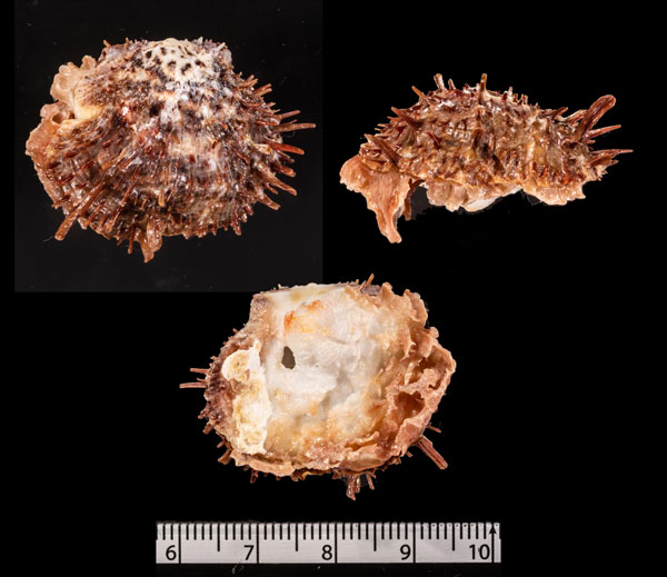ミヒカリメンガイの一種 Spondylus r000708 small