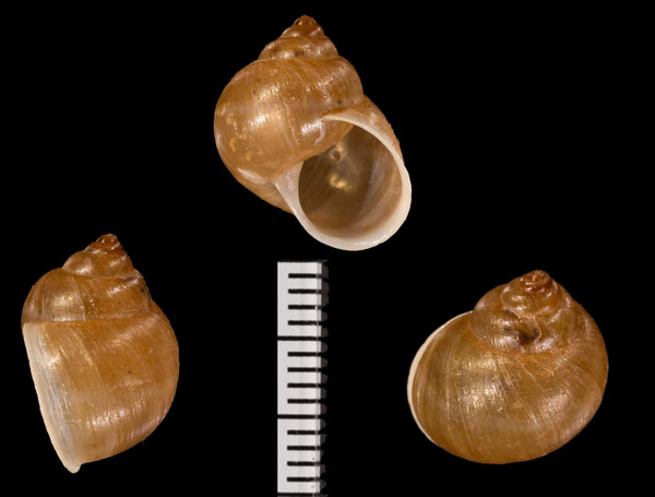 ボトクドストウガタマイマイ (仮称) Rhinus r000710 small
