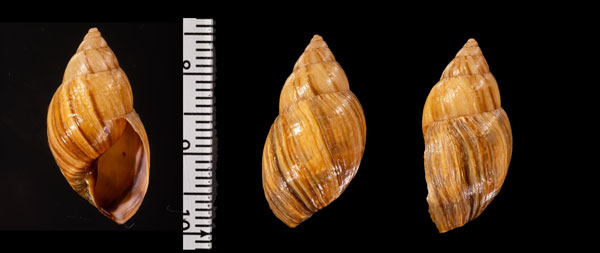ヘソグロトウガタマイマイ 未詳 Bulimulus r000711 small