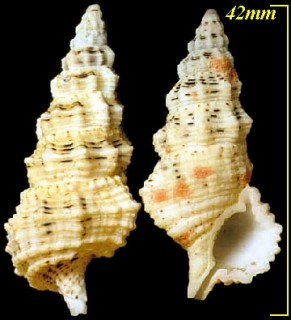 コオニノツノガイ Cerithium columna small