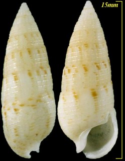 クリムシカニモリ Cerithium nesioticum small