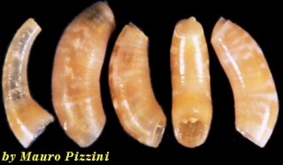 ミジンギリギリツツ類14 Meioceras cornucopiae small