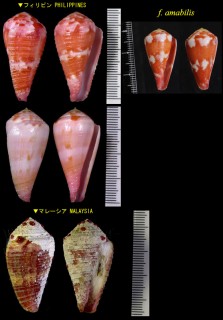 バラフイモ Conus pertusus small
