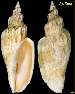 シワヒタチオビ Psephaea concinna corrugata small