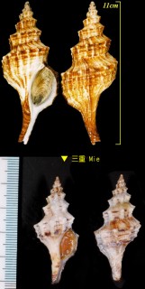 サガミナガニシ 相模長辛螺 Fusinus sagamiensis small