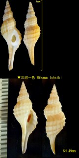 ヤサナガニシ Granulifusus hayashii small