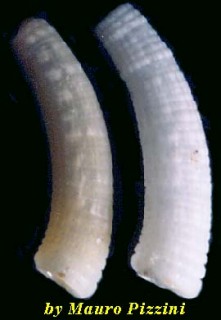 ミジンギリギリツツ類31 Caecum imbricatum small
