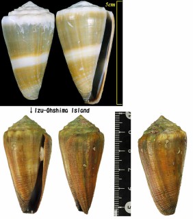 イボシマイモ Conus lividus small