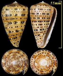 ニンギョウイモ Conus genuanus small