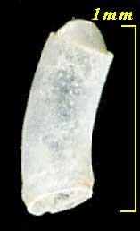 ミジンギリギリツツ類46 Caecum auriculatum form deeurtata small