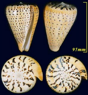ダイミョウイモ Conus betulinus small