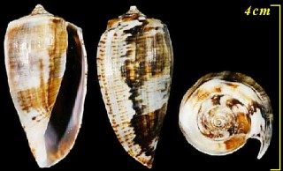 アクビイモ Conus cuvieri small