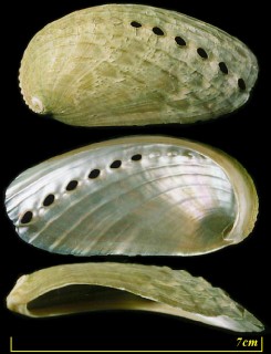 ミミガイ Haliotis asinina small