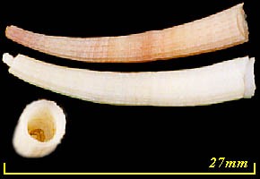 セネガルツノガイ Dentalium senegalense small