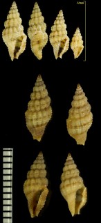 ノシメアラボリクチキレツブ Lienardia mighelsi small