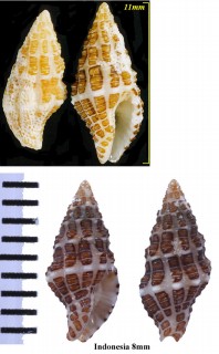マクタンノシガイ Engina mactanensis small