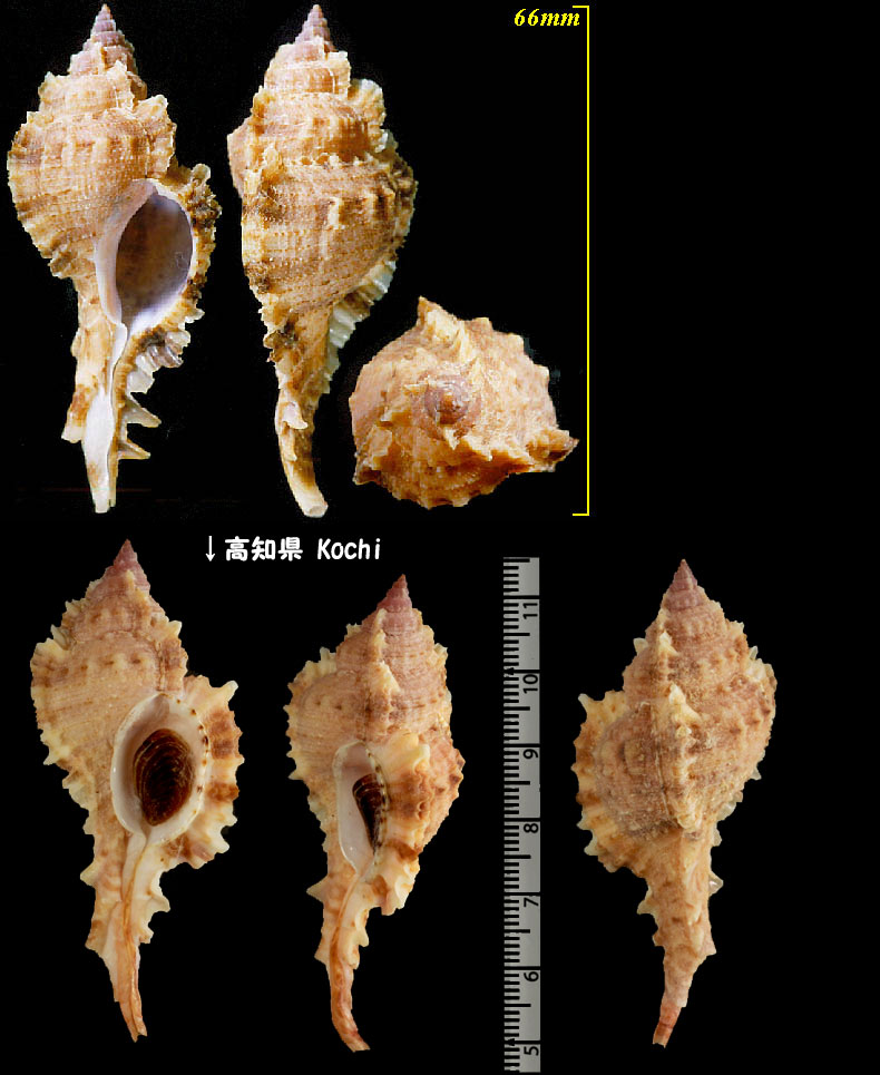 Microshells: Naquetia barclayi キントキバショウ